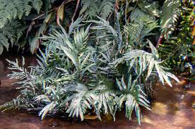 Image result for Bolbitis gemmifera