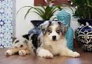 Texas Miniature Australian Shepherd Puppies