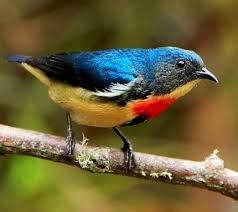 Pin On Birds Of Taiwan