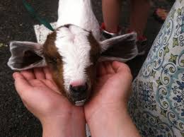 You can definitely give a baby goat a bath, but if you do, you need to ensure that you completely dry the baby goat afterwards. When Moms Reject Their Babies Anotherjonesfamilyfarm Com