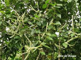 Image result for Gouania tiliifolia