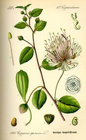 Before using any flowers from the edible flowers list, shake them gently while holding them upside down to make sure there are no bugs in them. Caper Wikipedia