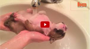 Cute baby monkeys video, the cutest monkeys you have ever seen. Rescued Puppy Taking A Bath Cute Baby Animal Videos