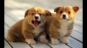 Cardigan welsh corgi purebred information. Best Of Cute And Funniest Corgi Puppies Videos Compilation 2016 Youtube