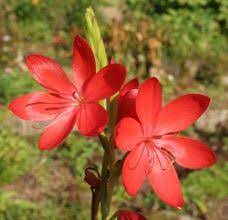 Hesperantha Schizostylus Coccinea Plants Winter Plants Plant Sale