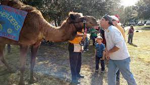  the phosphate head is. Why Do Shriners Camel Walk