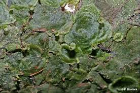 Image result for Didymoglossum erosum