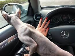 In Love With Mercedes Benz Mercedes Benz Style Cat Sfinks Minya Red Nails And I Was Driving Very Very Carful Mercedes Benz Benz Long Red Nails