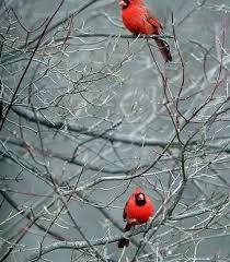 Birds Native To Northeast Ohio 32 Spectacular Photos Of Winter Wonderlands Beautiful Birds Bird Pictures Cardinal Birds