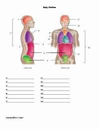 Anatomical Terms Worksheet Answers Elegant Body Cavities Quiz Or Worksheet By Everyt In 2020 Medical Terminology Study Human Anatomy And Physiology Medical Terminology