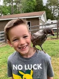 Photos of backyard chickens growing