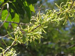 Image result for Turraea nilotica
