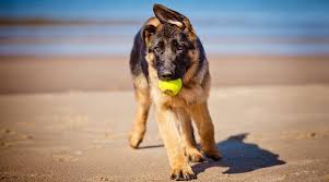 Our puppies are born in our house, where they are constantly watched by us from birth.; Best Dog Toys For German Shepherds Puppies Adults Seniors
