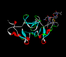It is octapeptide, molecular weight is about 1000. Oxytocin Wikipedia