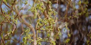 Since 2014, willow bonsai shop has been offering our customers the best selection of bonsai willow bonsai is a family run business. Salix Babylonica Tortuosa All About Dragon S Claw Willow Flower Glossary