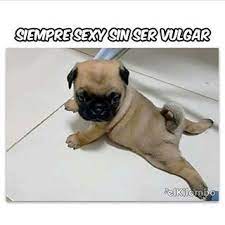 Pin De Gladys Elena En Memes Memes Perros Humor Divertido Sobre Animales Animales Frases