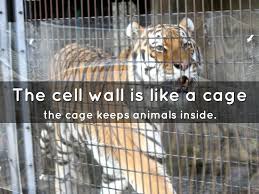 Maybe you would like to learn more about one of these? A Cell Is Like A Zoo By Houzeaur