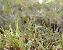 Abstrak rumput laut sekarang ini menjadi komoditas yang banyak dibudidayakan di beberapa wilayah perairan di indoensia. San Diego Latest Rumput Grinting Cynodon Dactylon Cynodon Dactylon An Overview Is Conducted On C