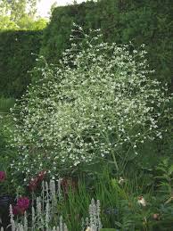 Image result for Crambe