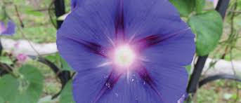 Image result for Ipomoea crassipes
