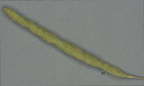 Image result for Cleome aculeata