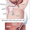 ووفقا المعهد الوطني للسرطان (nci)، عدا سرطان الجلد، وسرطان البروستات هو الشكل الأكثر شيوعاً من السرطان، والسبب الرئيسي الثاني للوفيات الناجمة عن السرطان بين الرجال في الولايات المتحدة. 1