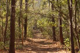 Nags Head Woods Doesn T It Look Like The Road Less Traveled I Hope That It Makes All The Outer Banks Vacation Outer Banks Vacation Rentals Outer Banks Nc