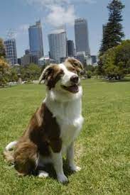 Summer Grooming Of A Border Collie Border Collie Dog Grooming Collie