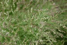 Image result for Panicum coloratum