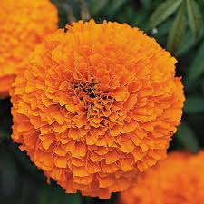 Related searches for buy marigold flowers: Buy Marigold Flower Quality Flowers Seeds Online Get 45 Off