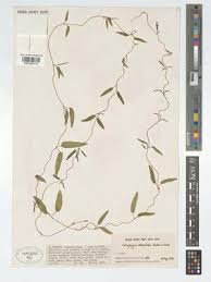 Image result for Ceropegia arenarioides