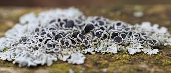 Image result for Physotrichia