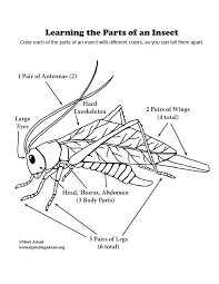 It can also be displayed as a classroom reference material. Color The Parts Of An Insect Diagram Grades 2 4