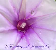 Image result for Ipomoea Lavender