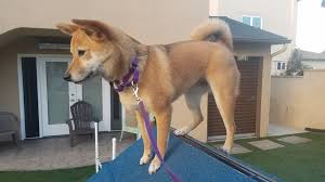 Maybe you would like to learn more about one of these? Humane Society Issues More Than 100 Citations For Violations Of Pet Sale Law Kpbs