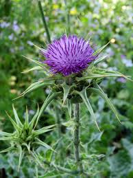 Maybe you would like to learn more about one of these? Purple Thistle Edible Wild Plants Wild Plants Wild Plants You Can Eat