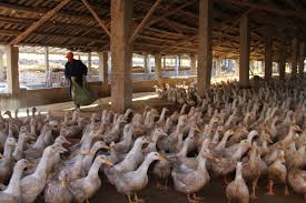 H5n1 is an avian flu virus that causes severe respiratory disease in birds, and is contagious to humans. B4pu2rwt Qxvzm