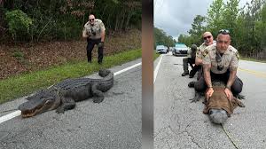NC deputies snag 400-pound roadside gator :: WRAL.com
