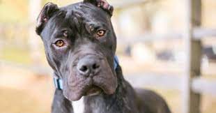 14 Dog Breeds Blacklisted By Insurance Companies Psychology Today South Africa