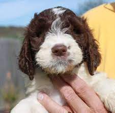 I Want This Puppy Springerdoodle Puppy Snuggles Sproodle Puppies