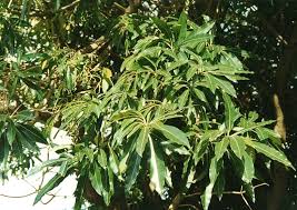 Image result for Rauvolfia mombasiana