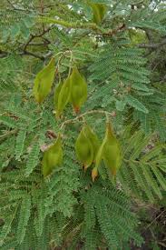 Image result for Peltophorum africanum