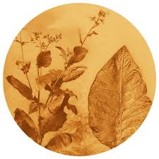 Image result for Nicotiana tabacum