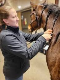 AVMA Names Small Animal Vet as New President