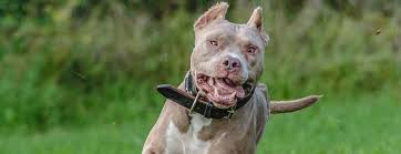 American Pit Bull Terrier Breed Guide & Coverage | Healthy Paws