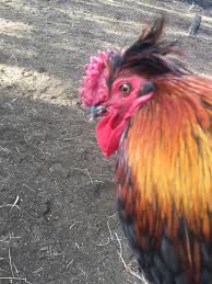 I have to carry a stick or shovel with me into the coop or he will get attack. Black Copper Marans Roo With Rose Comb Backyard Chickens Learn How To Raise Chickens