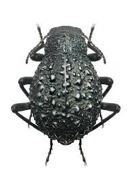 Adesmia Macradesmia Variolaris Insetos Besouro Animais De Estimacao