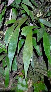 Image result for Antrophyum