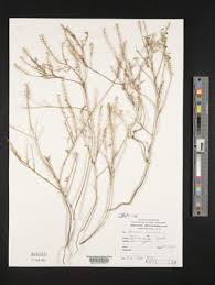 Image result for Lepidium bonariense
