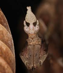 Image result for Heteromorpha stenophylla